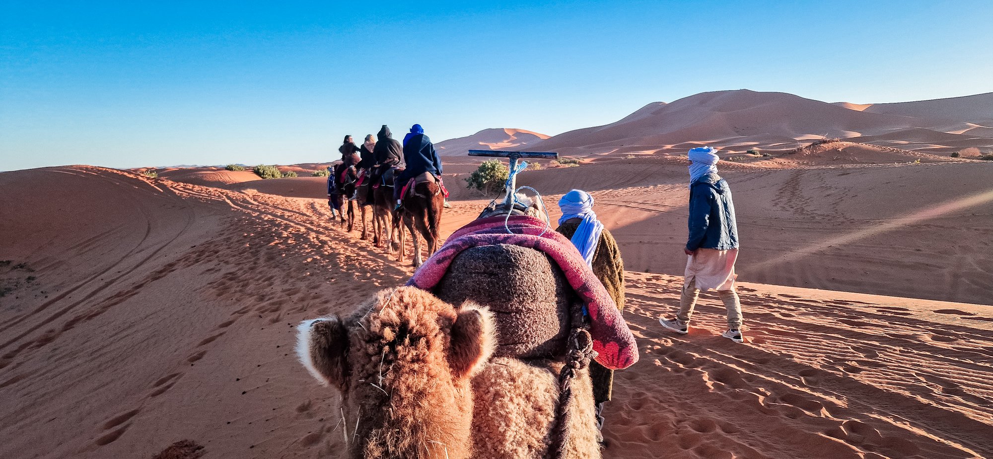 Palmeras Dunas