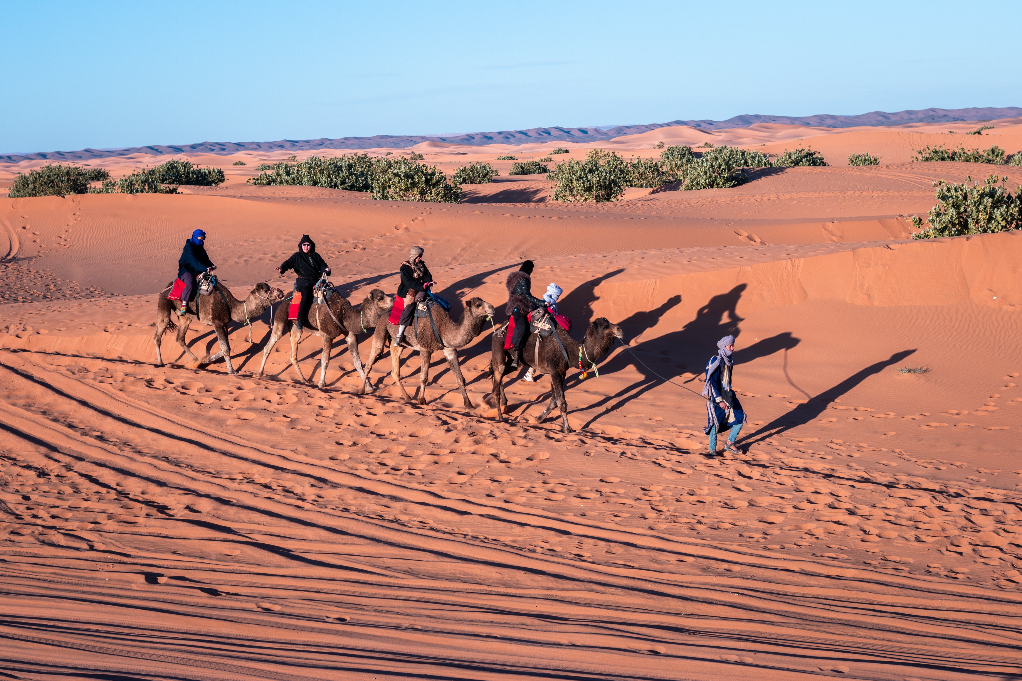 Palmeras Dunas